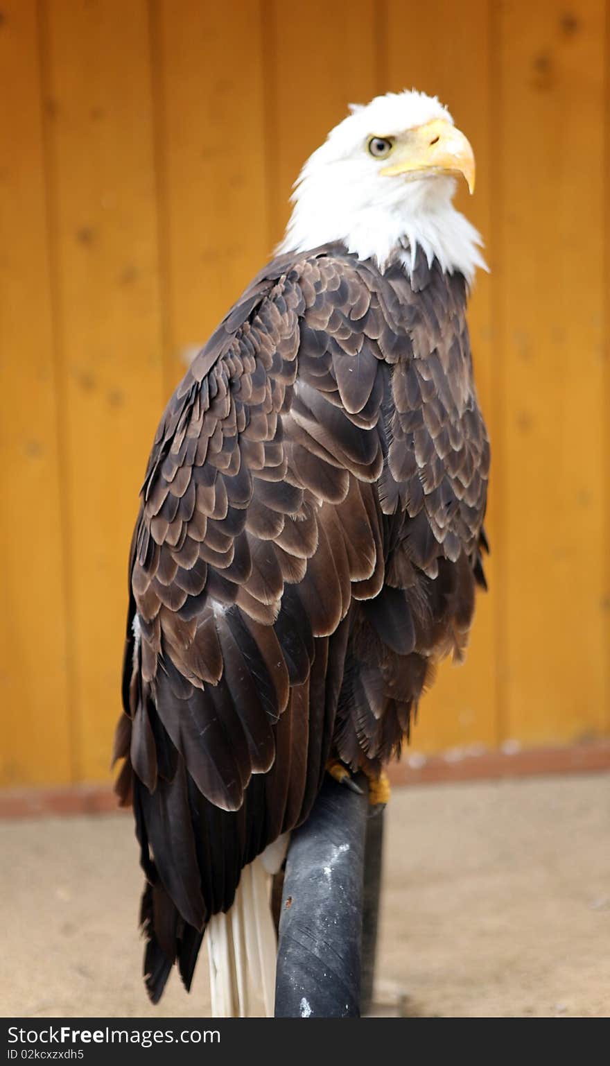 American bald eagle