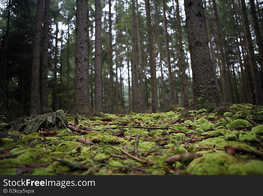 Bohemian forest in the autumn