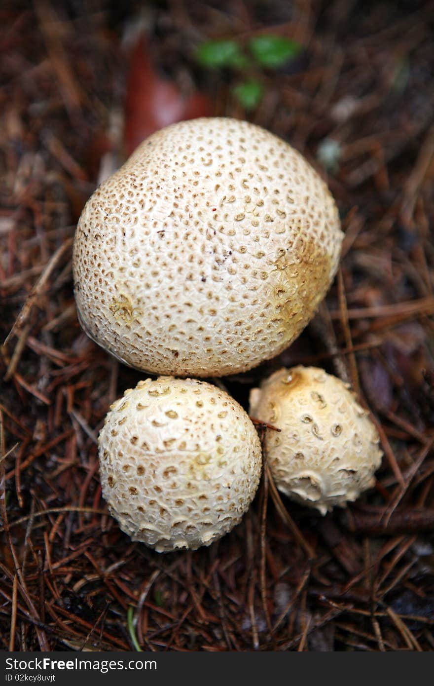 Mushrooms in the grass