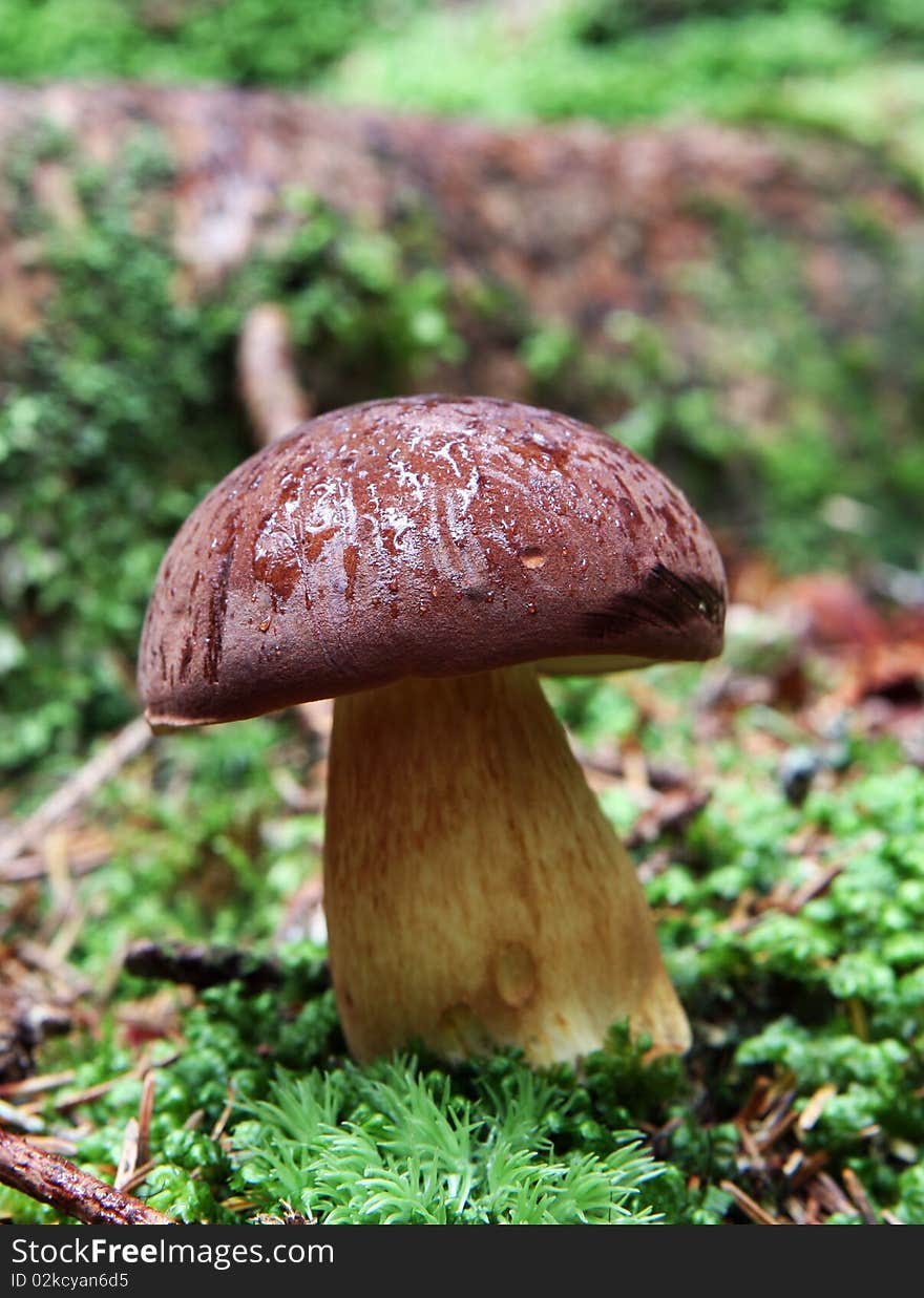 Mushrooms in the grass