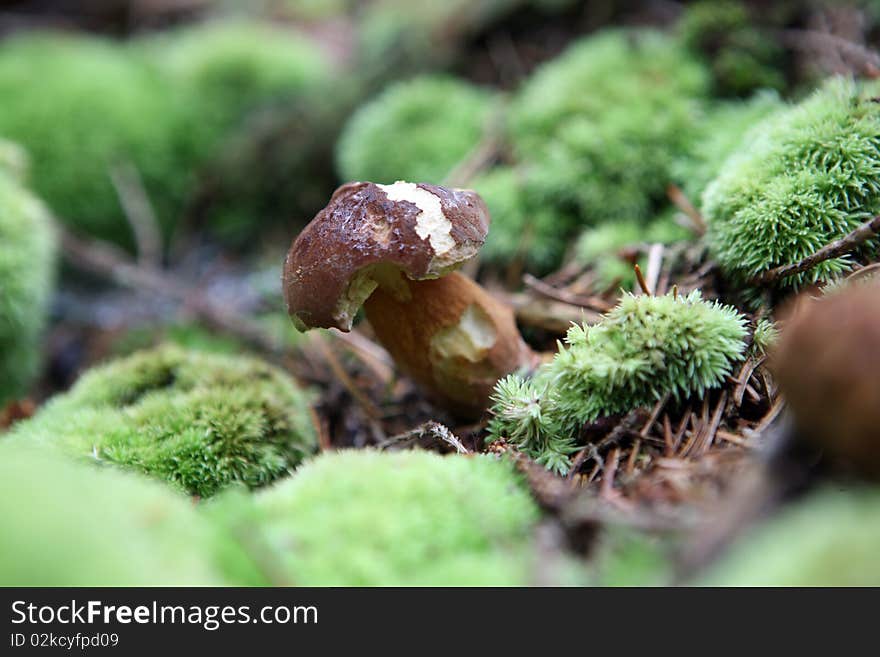 Mushroom in the forest