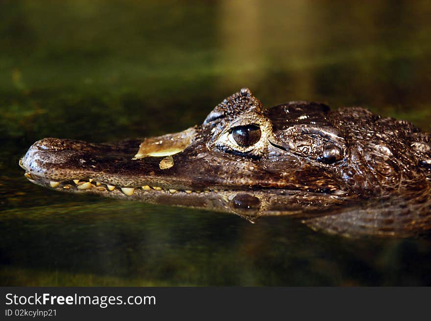 Portrait of crocodile