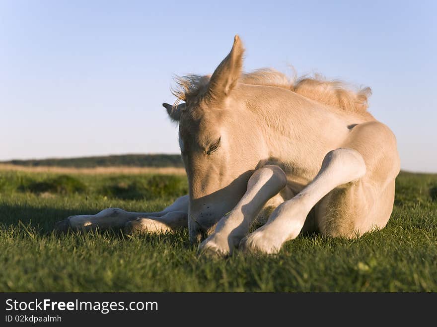 A color landscape photo of a beautiful beige colored newborn foal laying on the grass and sleeping. A color landscape photo of a beautiful beige colored newborn foal laying on the grass and sleeping