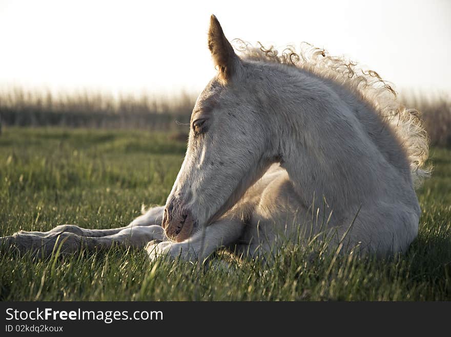 A colour photo of a beautiful white newborn foal laying on the grass and sleeping. A colour photo of a beautiful white newborn foal laying on the grass and sleeping