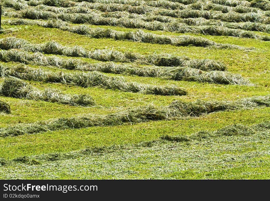 Lawn was where the grass swath