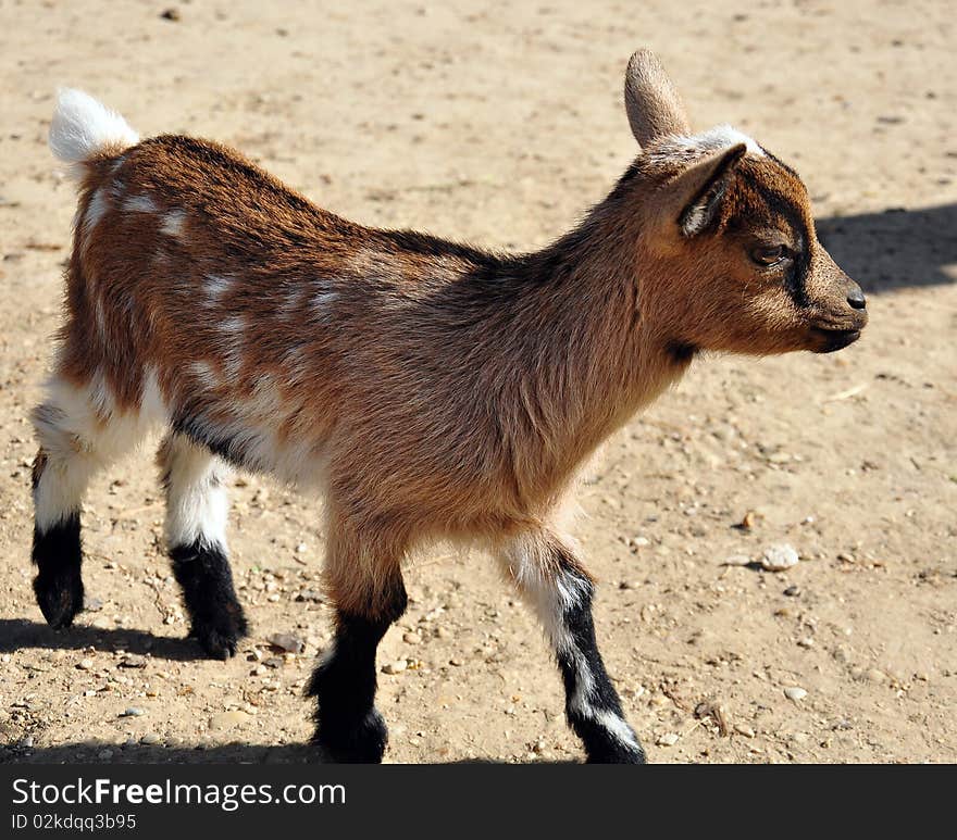 A little goat white and brown isolated. A little goat white and brown isolated