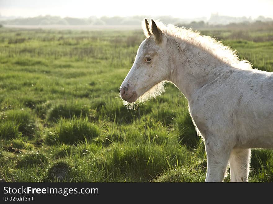 Beautiful white newborn foal