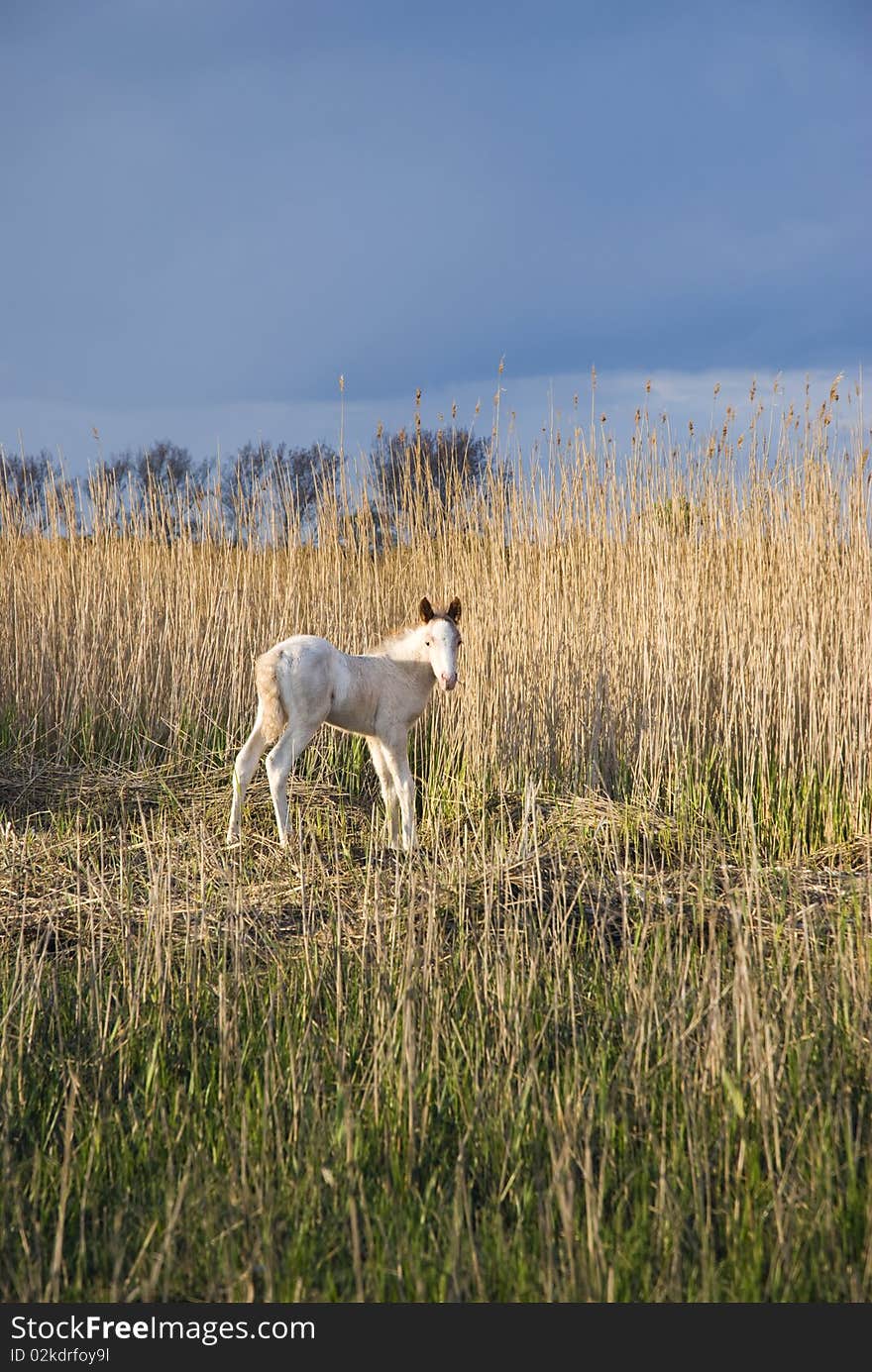 A color photo of a beautiful white newborn foal standing in front of dome long reeds in the late afternoon light. A color photo of a beautiful white newborn foal standing in front of dome long reeds in the late afternoon light.