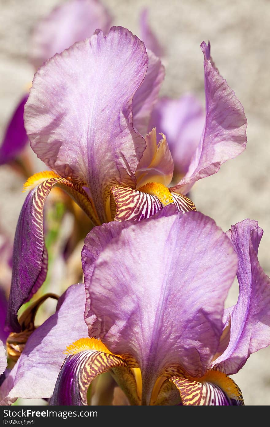 A colorful flower in a garden of the fortress kufstein. A colorful flower in a garden of the fortress kufstein