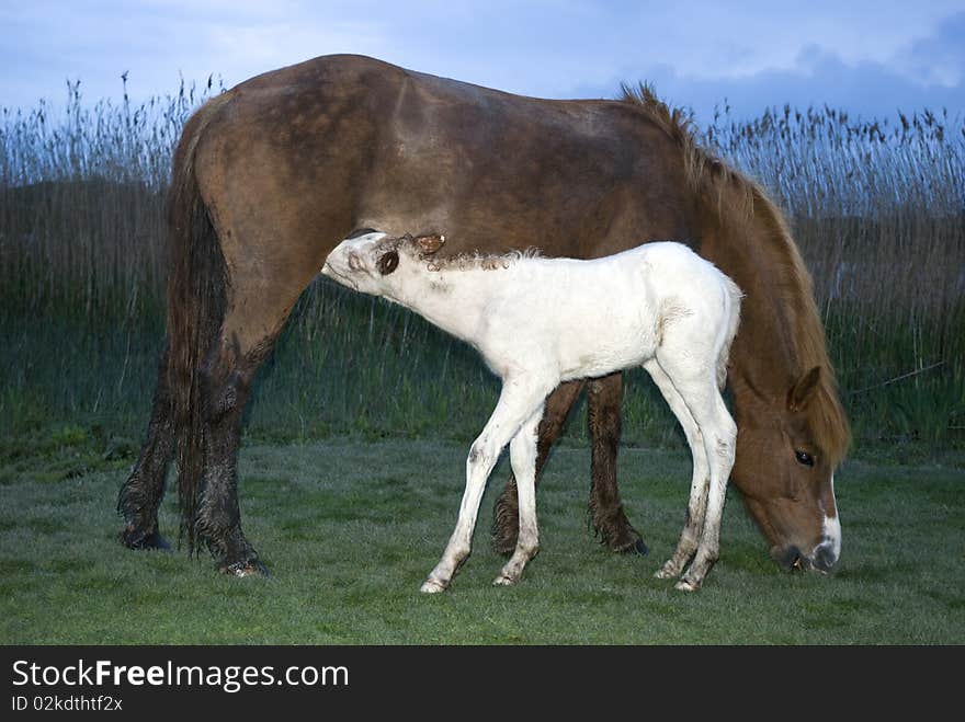 A foal feeding from it`s mother