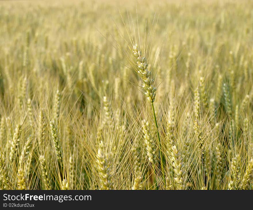 RIPE WHEAT