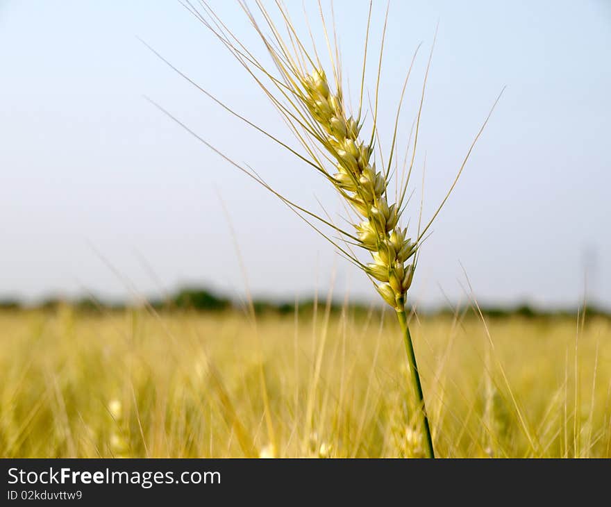 RIPE WHEAT