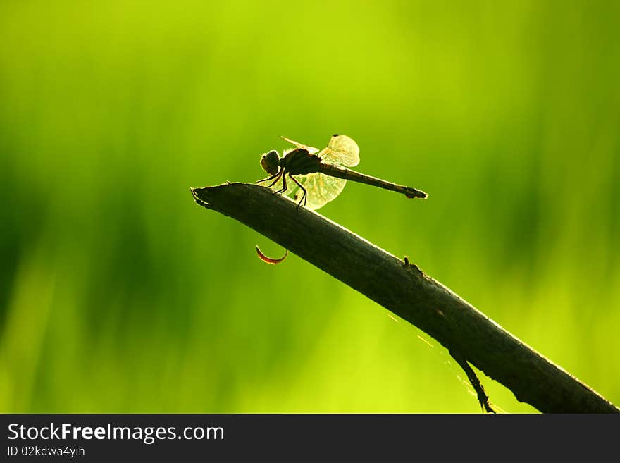 The Insects or Dragonfly at the field