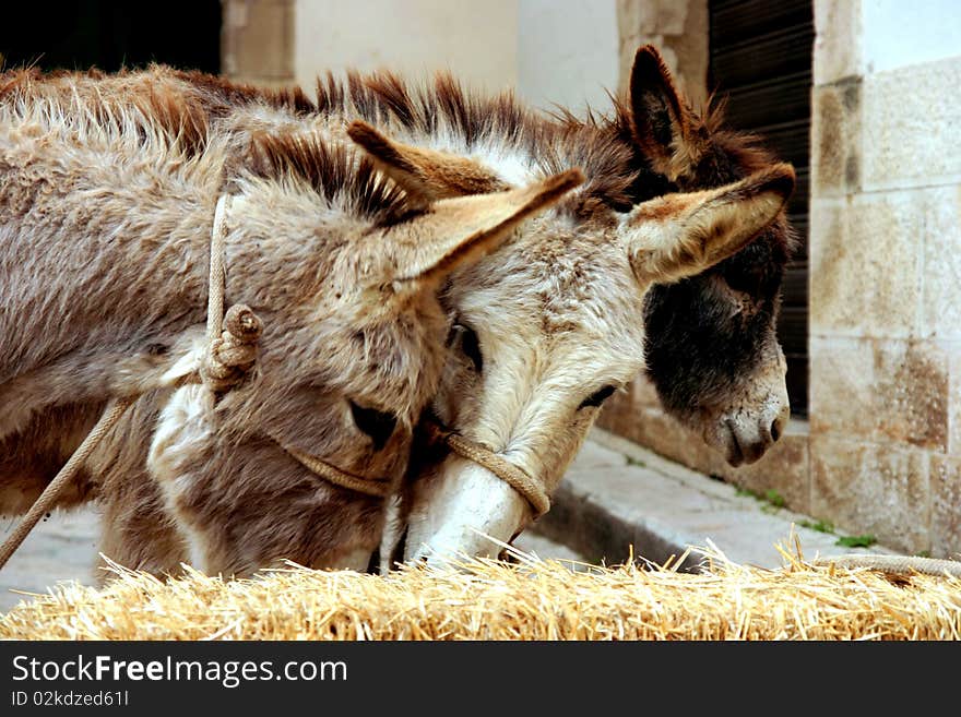 Two donkeys while eating in a farm