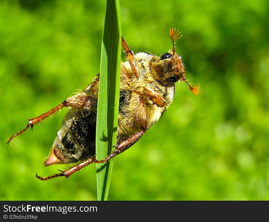 May-bug on a grass on a grass