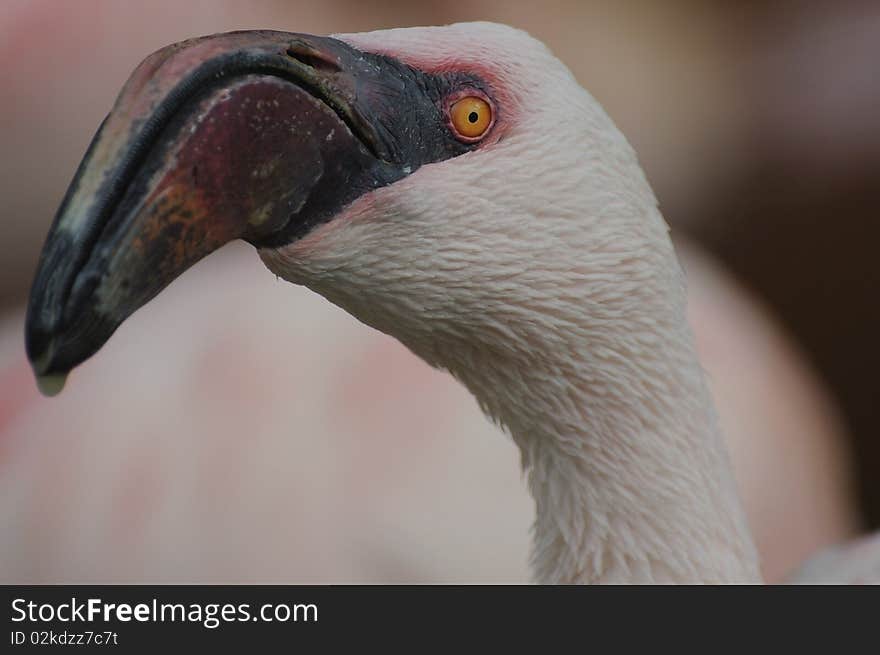 Lesser Flamingo ( Phoenicopterus minor )