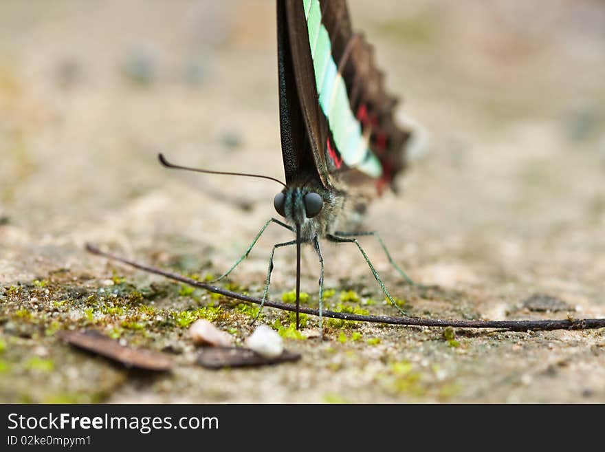 Close up of butterfly image