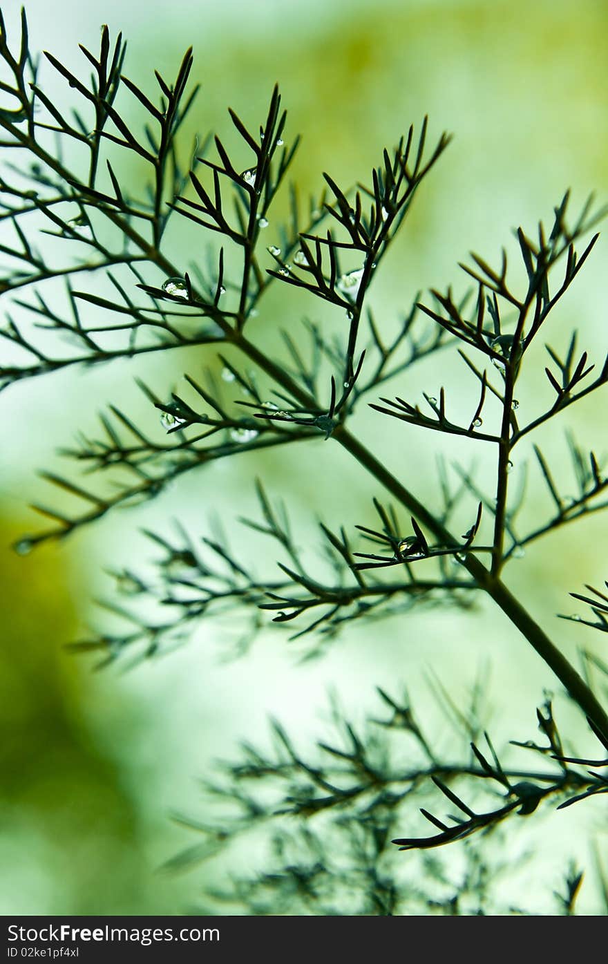 Close up of a fresh fennel plant with rain drops. Close up of a fresh fennel plant with rain drops.