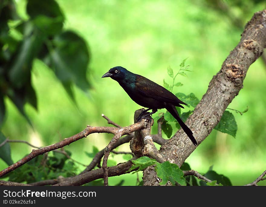 Intent Grackle