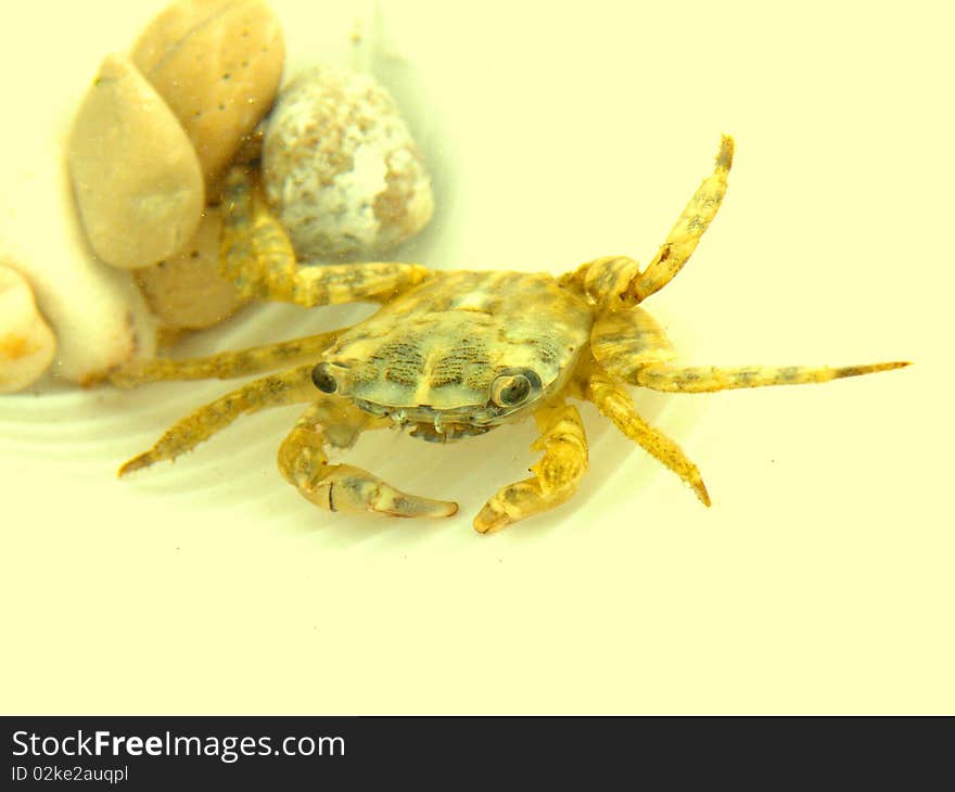 Gentle view of little crawfish