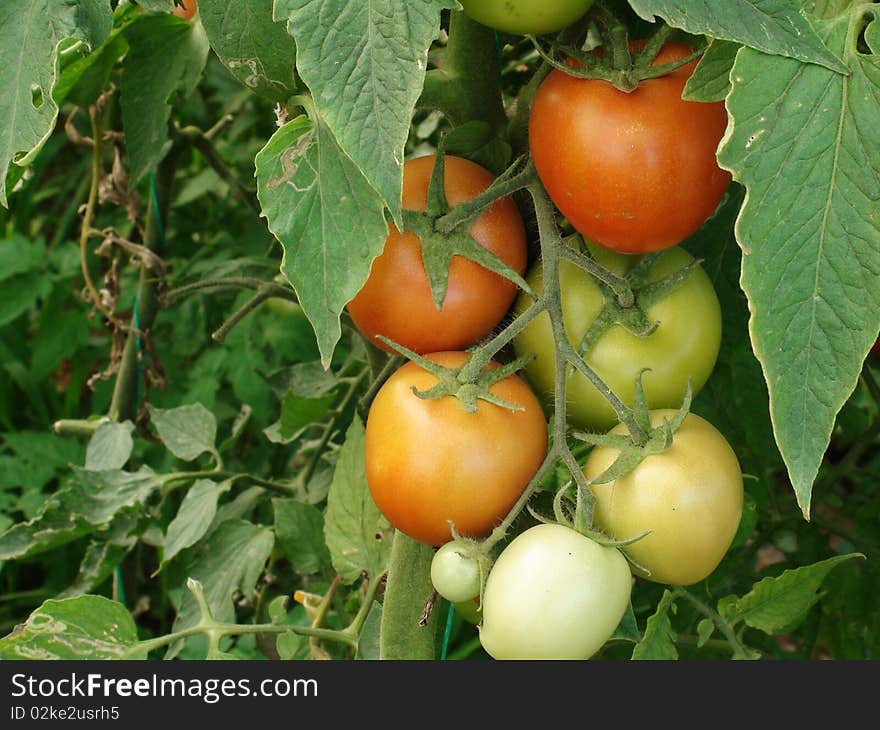 A bunch of green and red tomatoes. A bunch of green and red tomatoes