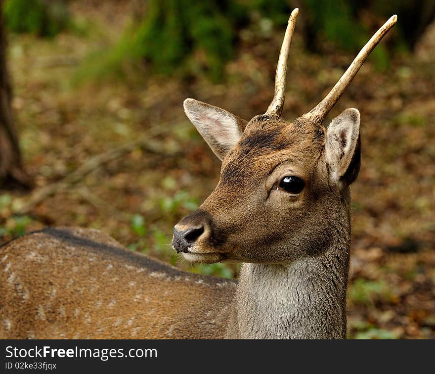 Fallow Deer (Dama dama)