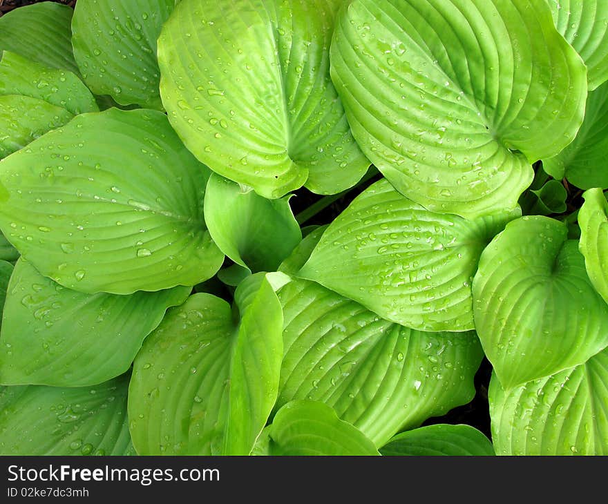 Hosta leaves_background