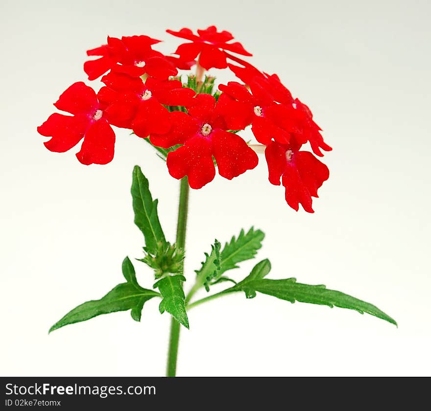 Red verbena, growed at Kuldiga, Latvia.