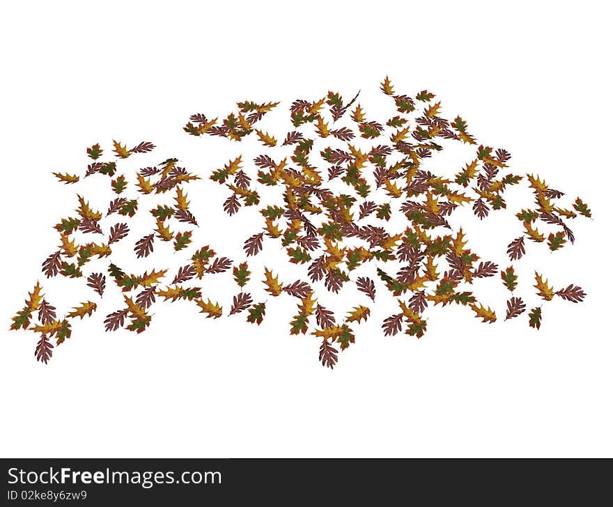 Illustration of some oak tree leaves, isolated against white background