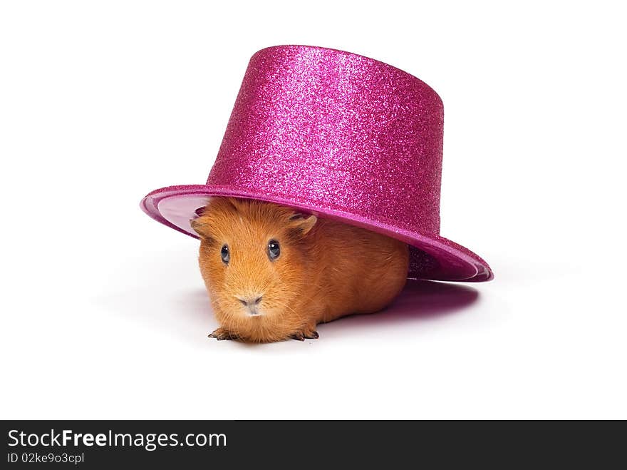 Guinea pig sitting under hat