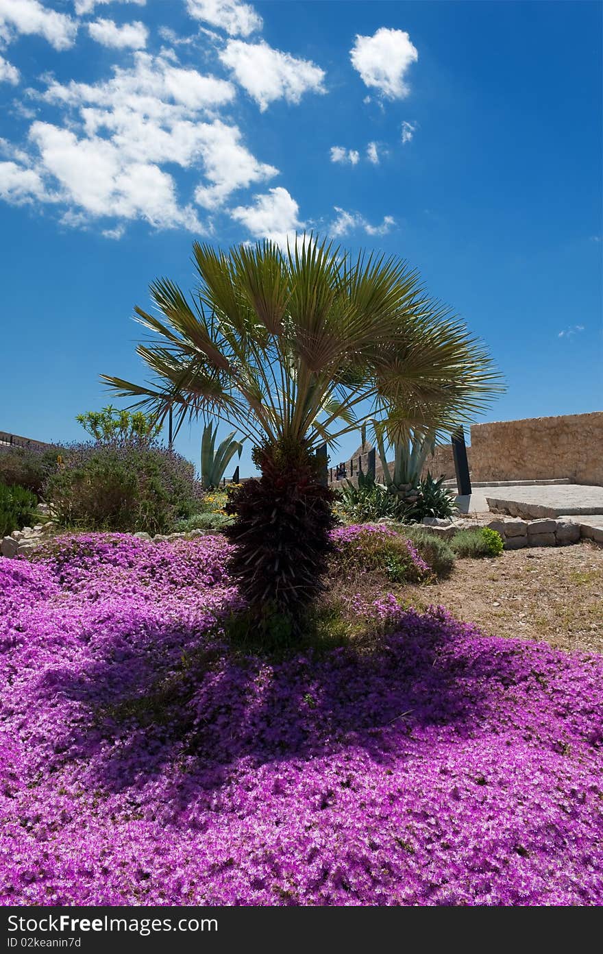 Palm tree surrounded by purple flowers in old Ibiza town, Spain