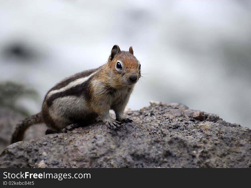 Chipmunk, squirrel on a rock looking at viewer. Chipmunk, squirrel on a rock looking at viewer