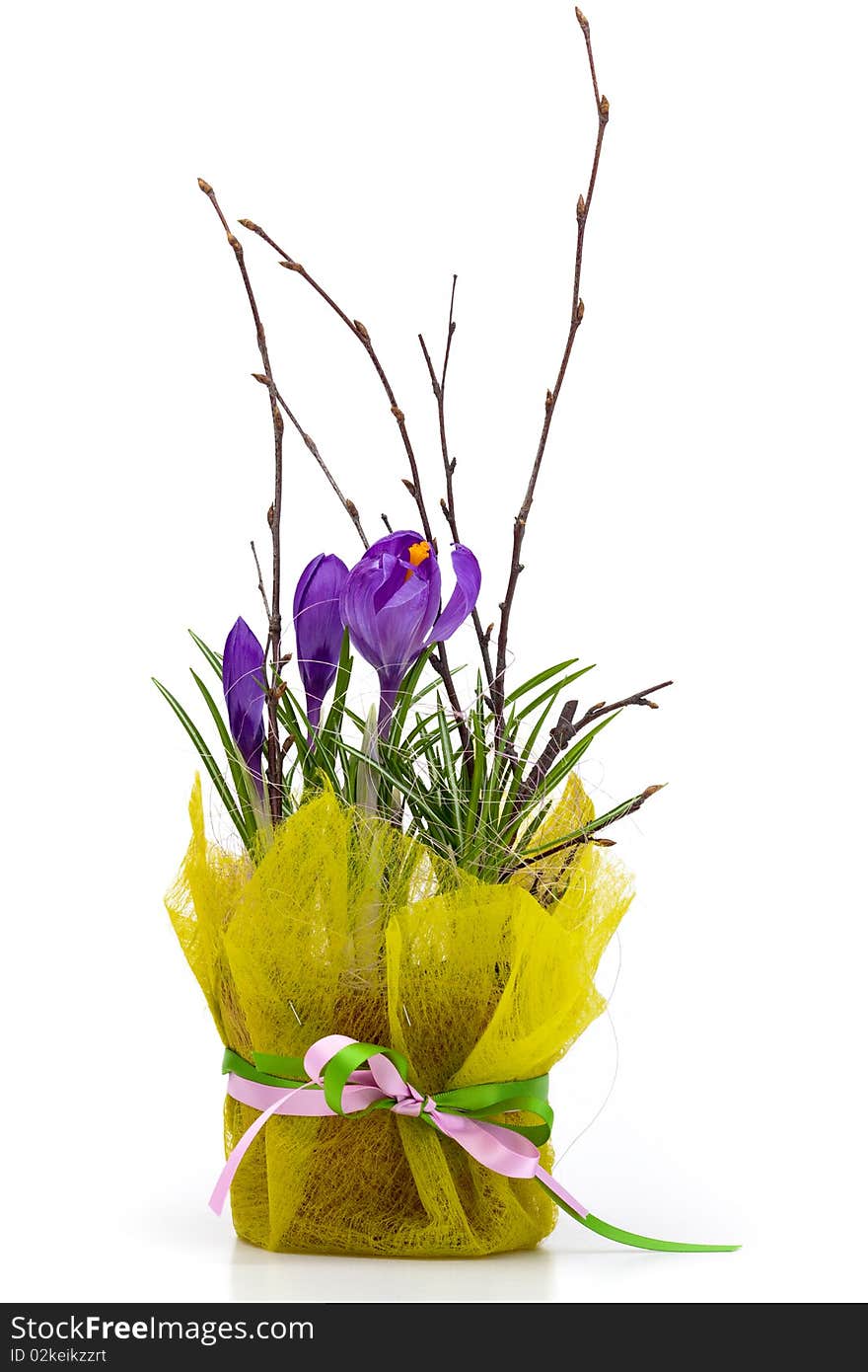 Bouquet of spring crocuses