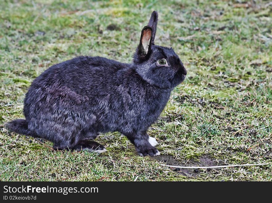 A wild black rabbit rests in a tasty grass area.