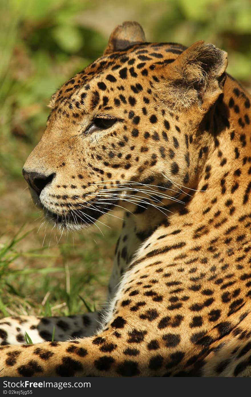 Portrait of a leopard laying in the grass