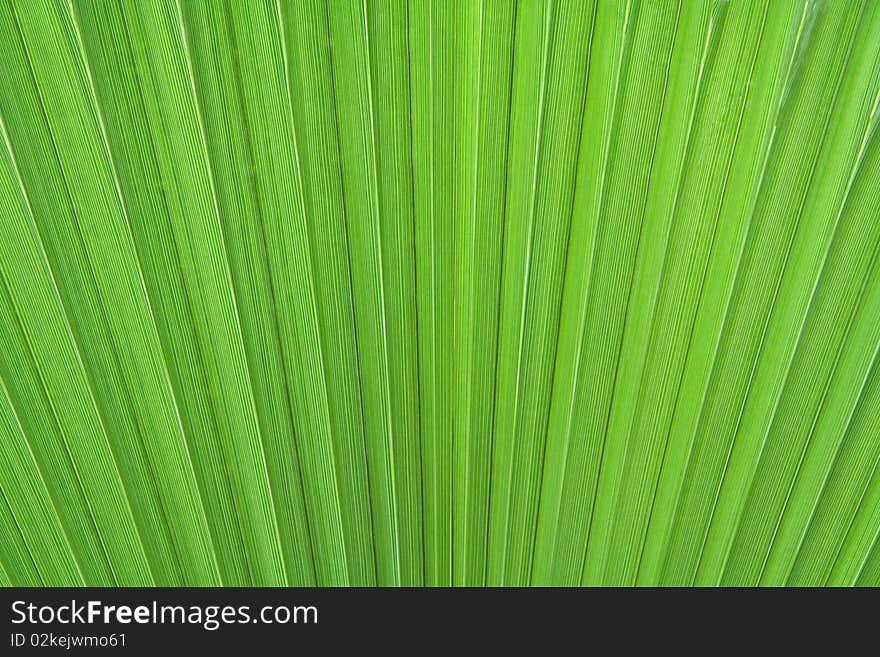 Close-up of a palm leaf texture