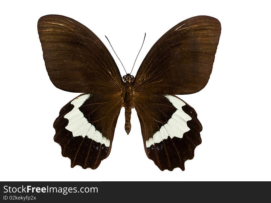 Papilio gambrisius