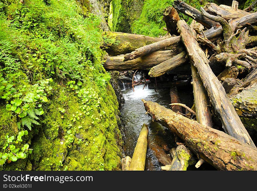 Log Pileup in Oneonta Gorge