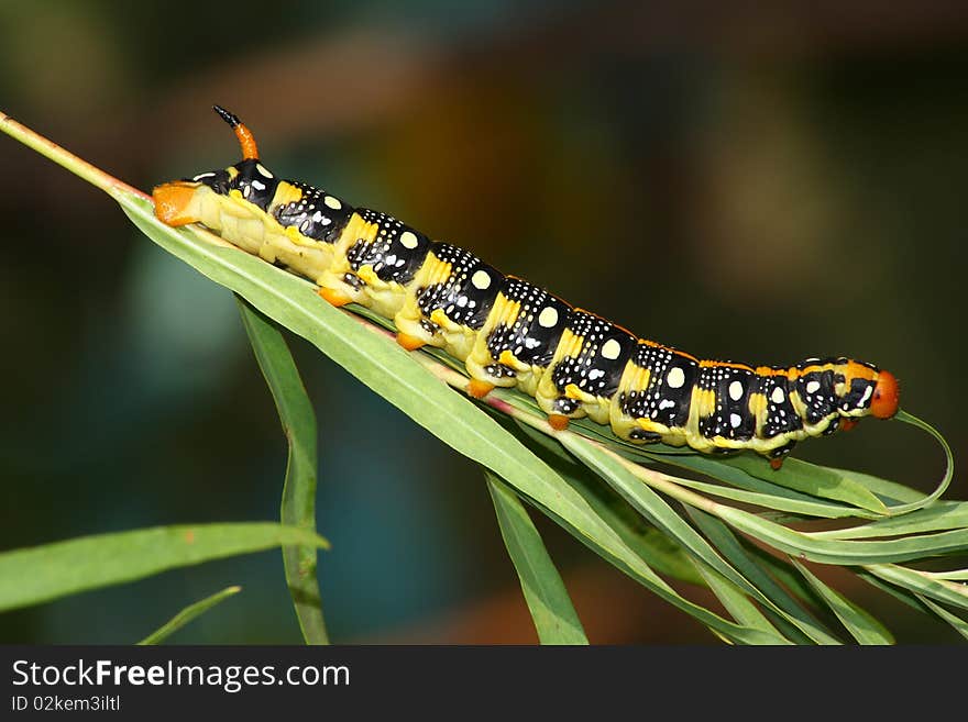 Hawk moth caterpillar (Hyles euphorbiae)