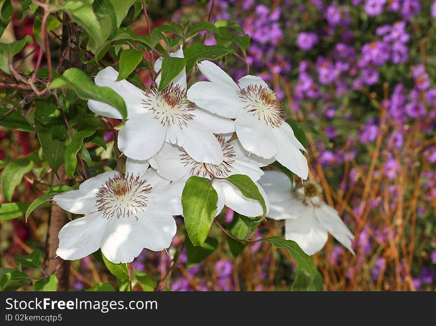 White flowers (clematis) in garden