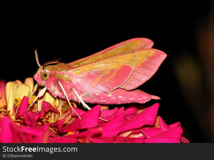 Hawk Moth (Deilephila Elpenor)