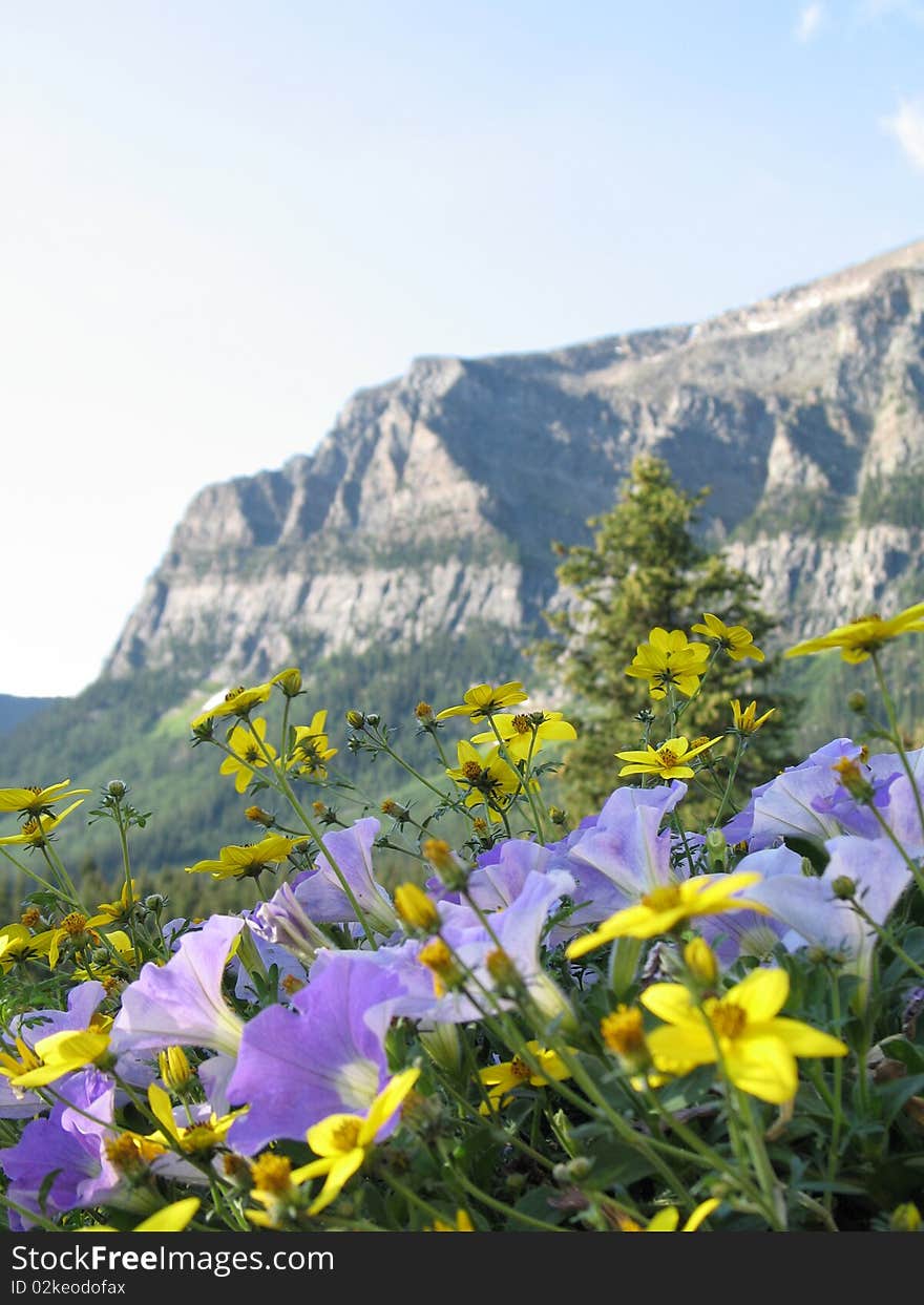 Mountain top and wild flower