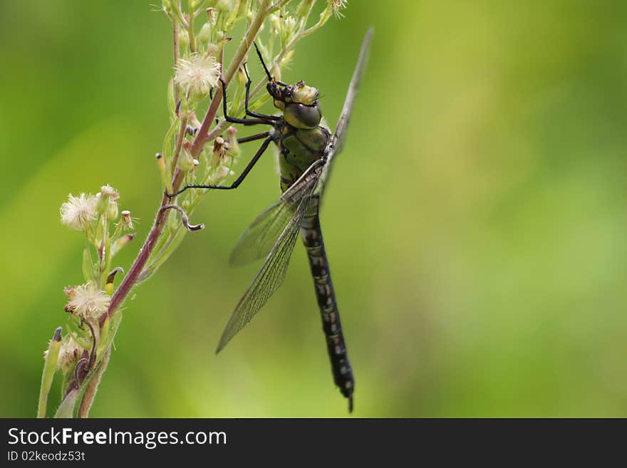 Photo of dragonfly feeding off the plants