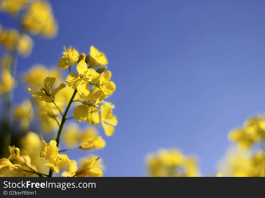 Rapeseed detail