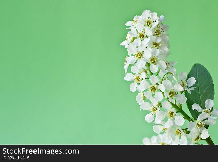 White flower of a bird cherry on a green background. White flower of a bird cherry on a green background