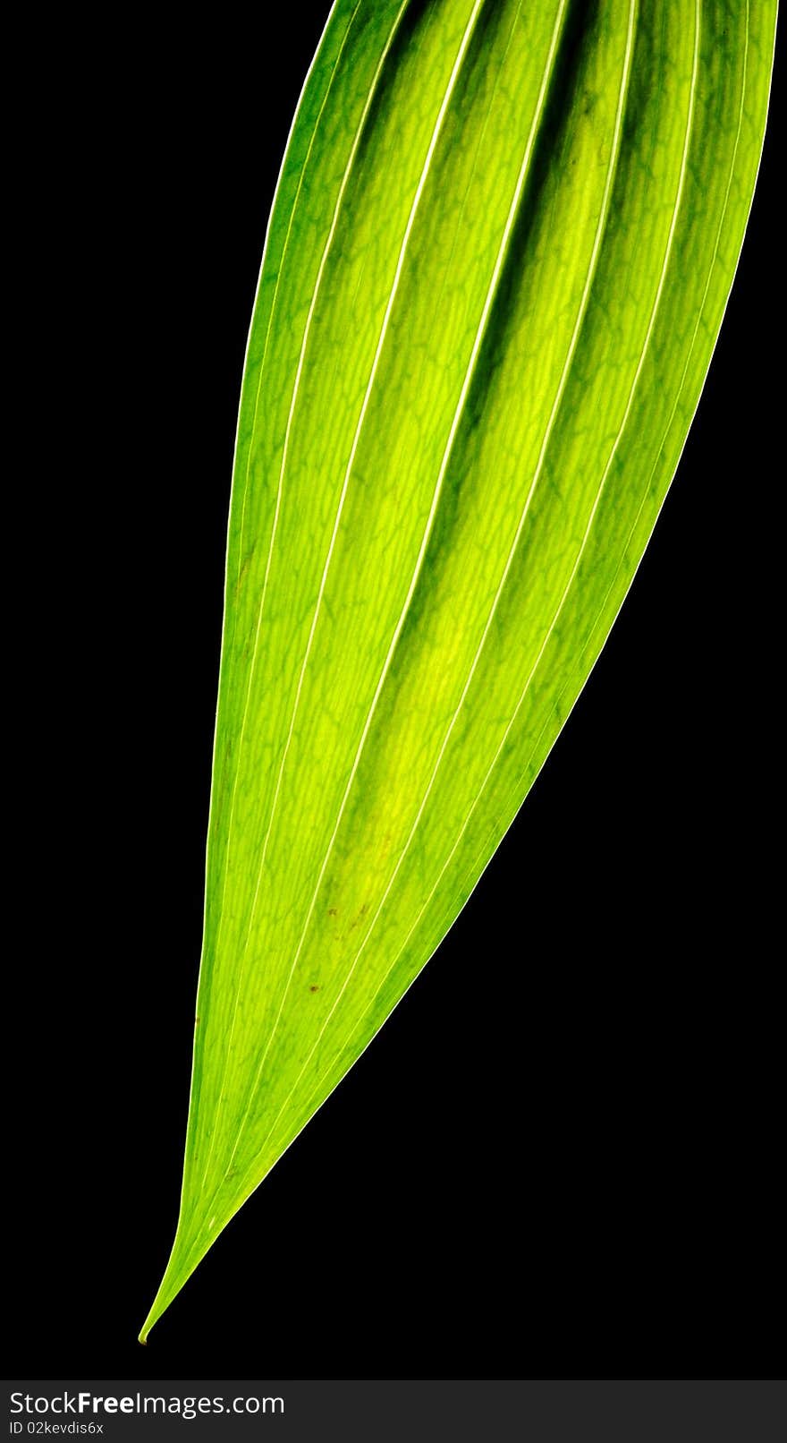 Green leaf on black background