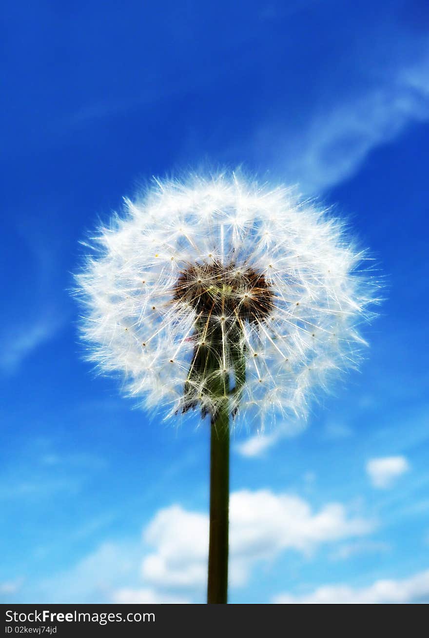 Close up view of a Dandelion clock with a sky background.