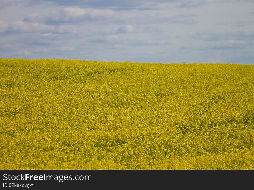 Rape field