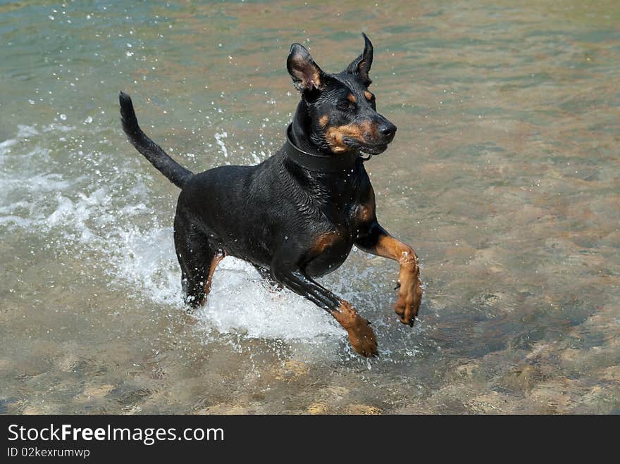 A black doberman running through the water at a river