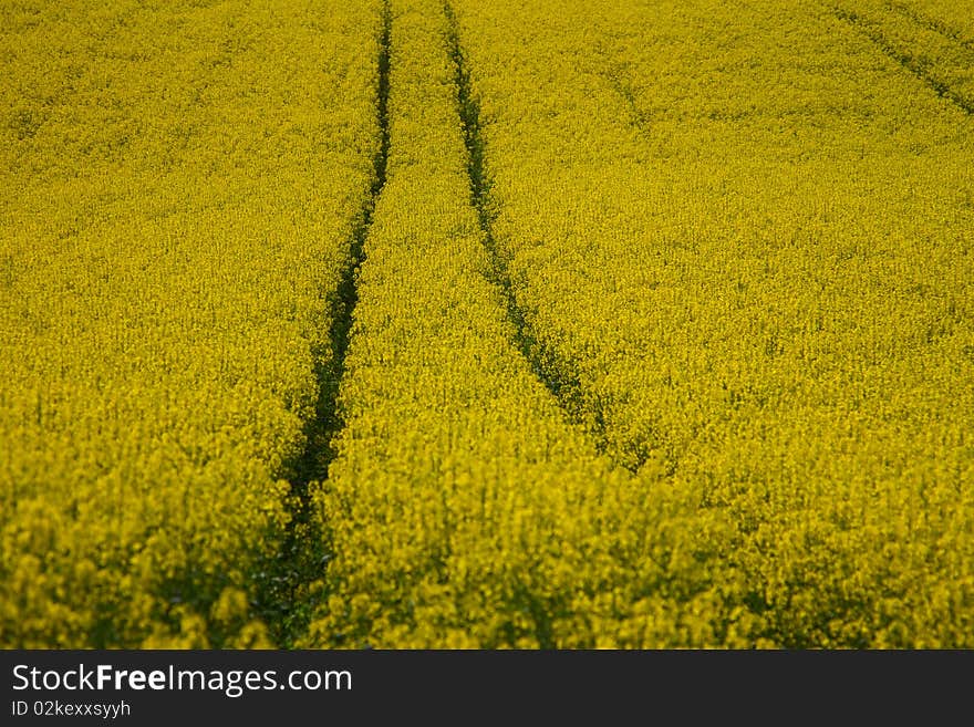 Rape field